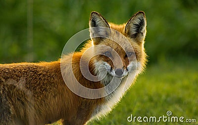 Red Fox Backlit Stock Photo